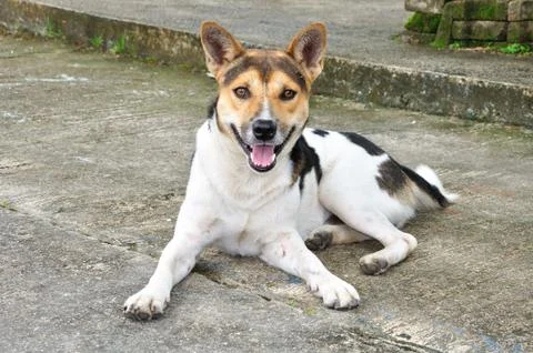 The dog Stock Photos