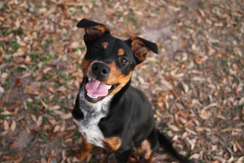 Dog Stock Photos