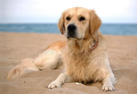 Dog  Stock Photos