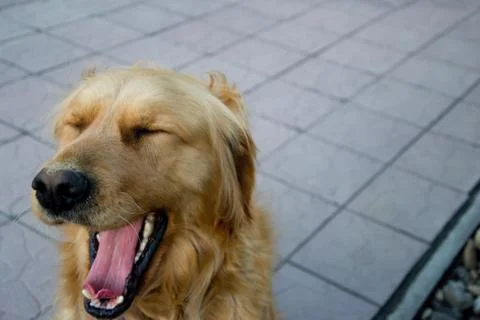 Dog Stock Photos