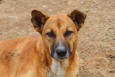 Dog 스톡 사진
