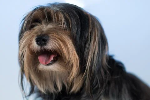 Dog Stock Photos