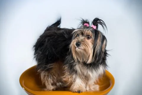 Dog Stock Photos