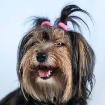 Dog Stock Photos