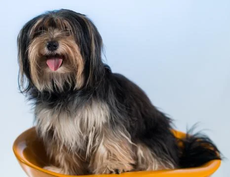 Dog Stock Photos