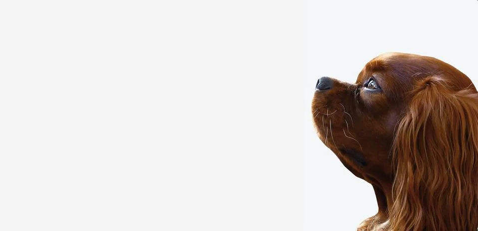 Dog Stock Photos
