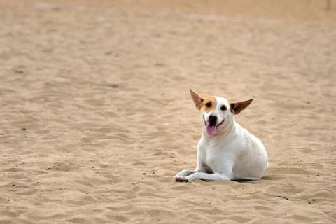 Dog Stock Photos