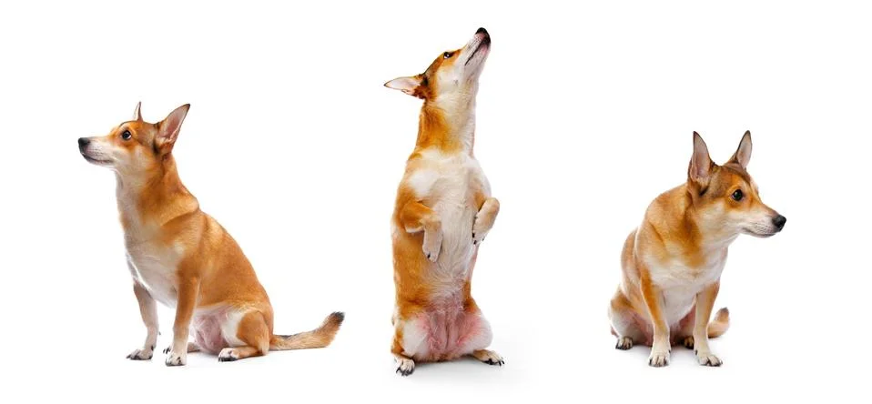 Dog Stock Photos