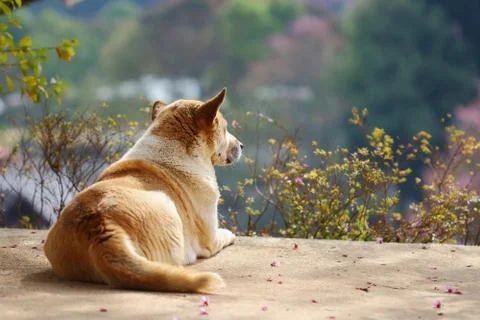 Dog Foto stock