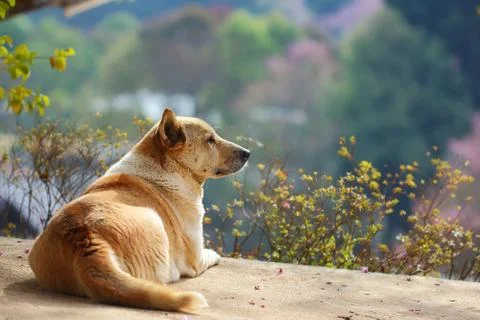 Dog Stock Photos