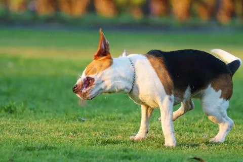 Dog Stock Photos