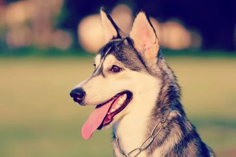 Dog Stock Photos