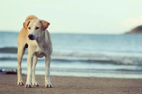 Dog Stock Photos