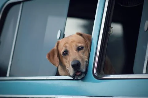 Dog Stock Photos