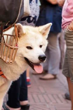 Dog Foto stock
