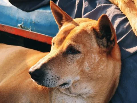 Dog Stock Photos