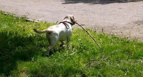 Dog Stock Photos