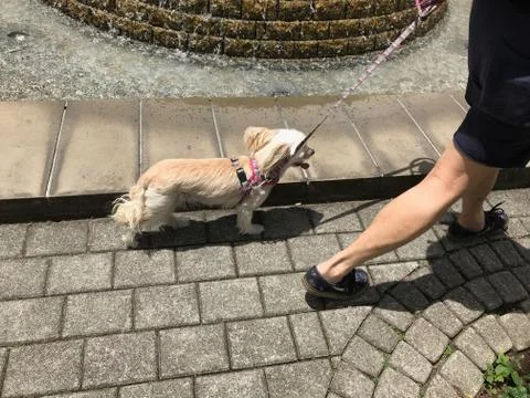 Dog Stock Photos