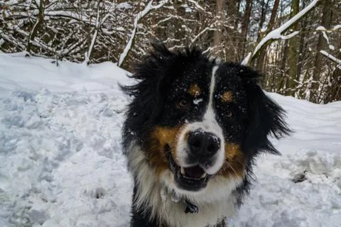 Dog Stock Photos