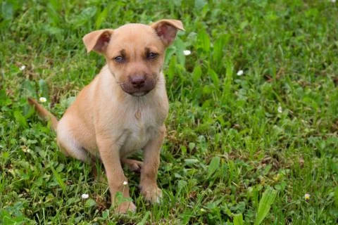Dog Stock Photos