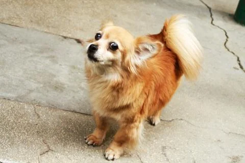 Dog Stock Photos