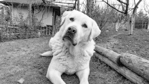 Dog Stock Photos