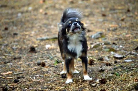 Dog Stock Photos