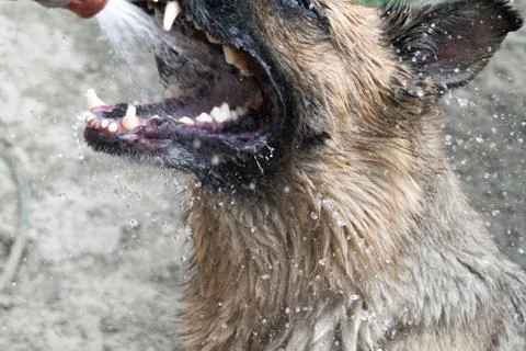 The dog Stock Photos