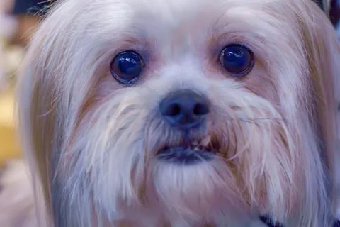 The dog Stock Photos