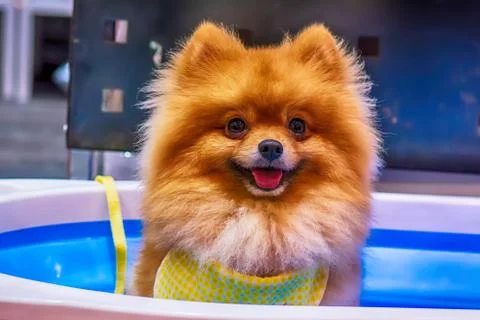 The dog Foto stock