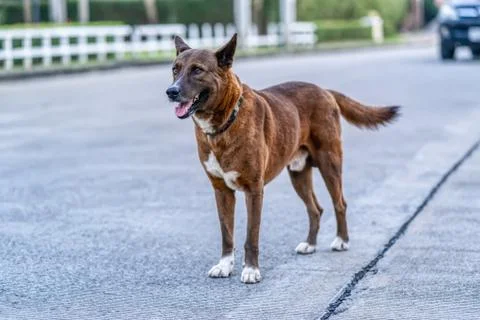 The dog Stock Photos