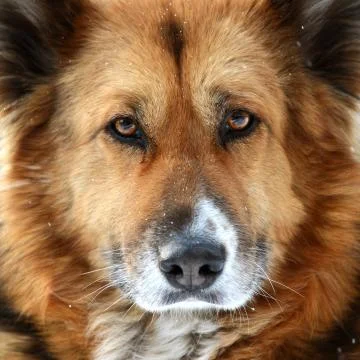 Dog Stock Photos