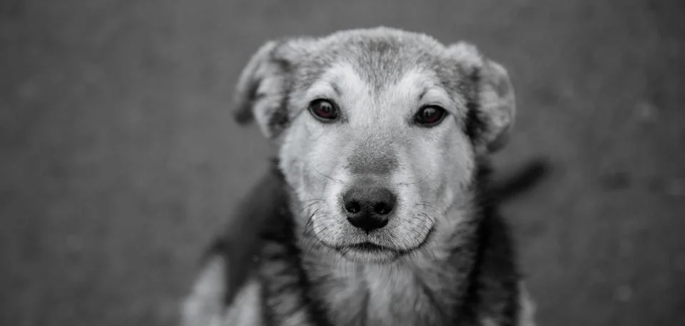Dog Stock Photos