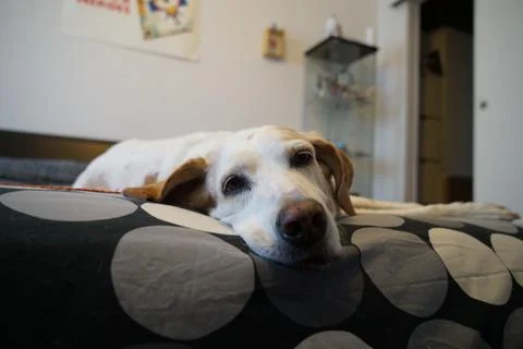 Dog Stock Photos