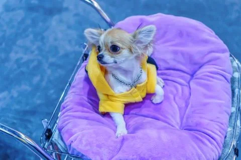 The dog Stock Photos
