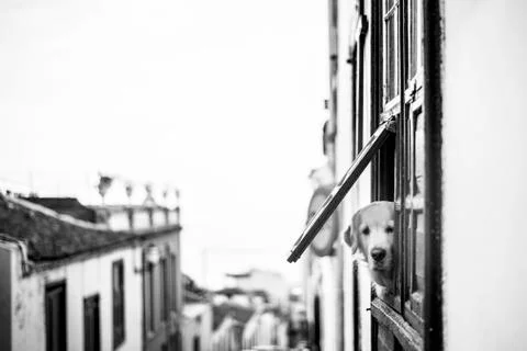 The Dog Stock Photos