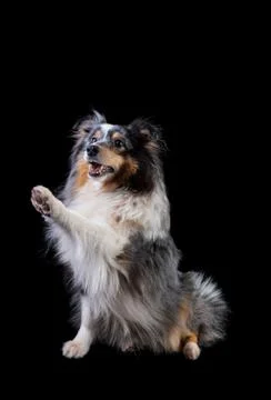 Dog Stock Photos