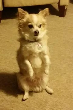 Dog Stock Photos