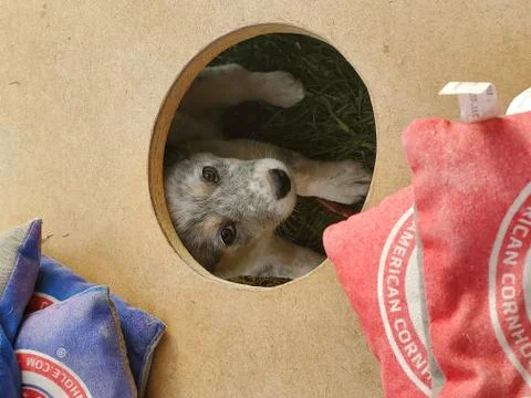 Dog Stock Photos