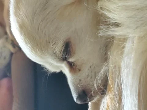 Dog Stock Photos