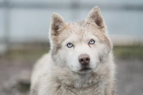 Dog Stock Photos