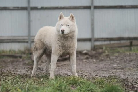 Dog Stock Photos