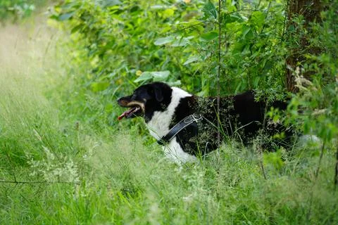 Dog Stock Photos