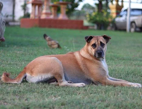 Dog Stock Photos
