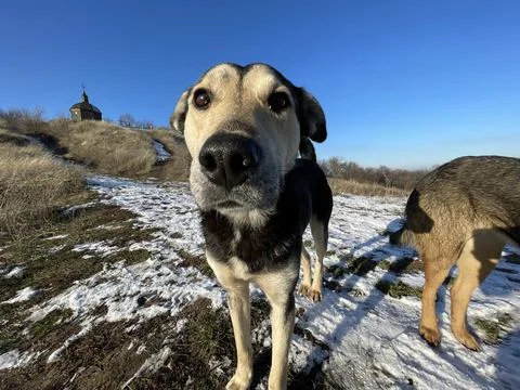 Dog Stock Photos