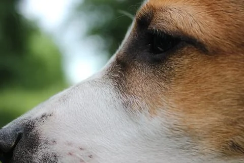 Dog Foto stock