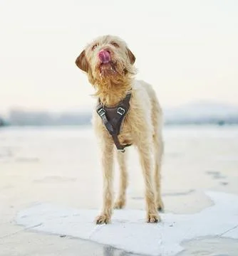 Dog Stock Photos