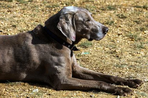 Dog Stock Photos
