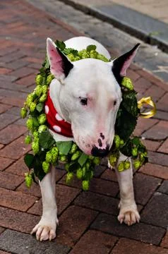Dog. Stock Photos