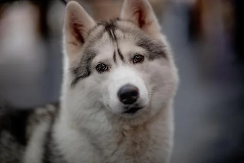 Dog      Stock Photos
